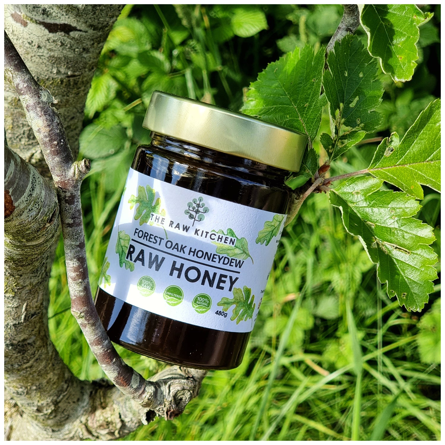 A jar of Forest Oak Honeydew Raw Honey from The Raw Kitchen UK, resting in the leafy green branches of a tree to highlight its natural origins.