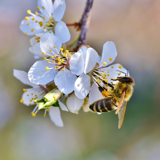 The honey bee sit on a flow foraging pollen and nectar. The raw Kitchen UK sells raw honey that is unpasteurised and unfiltered. The health benefits or raw honey are amazing and it is a superfood.